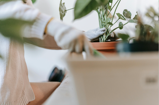 Elevate Your Home Naturally Discover the Benefits of Eco-friendly Household Products