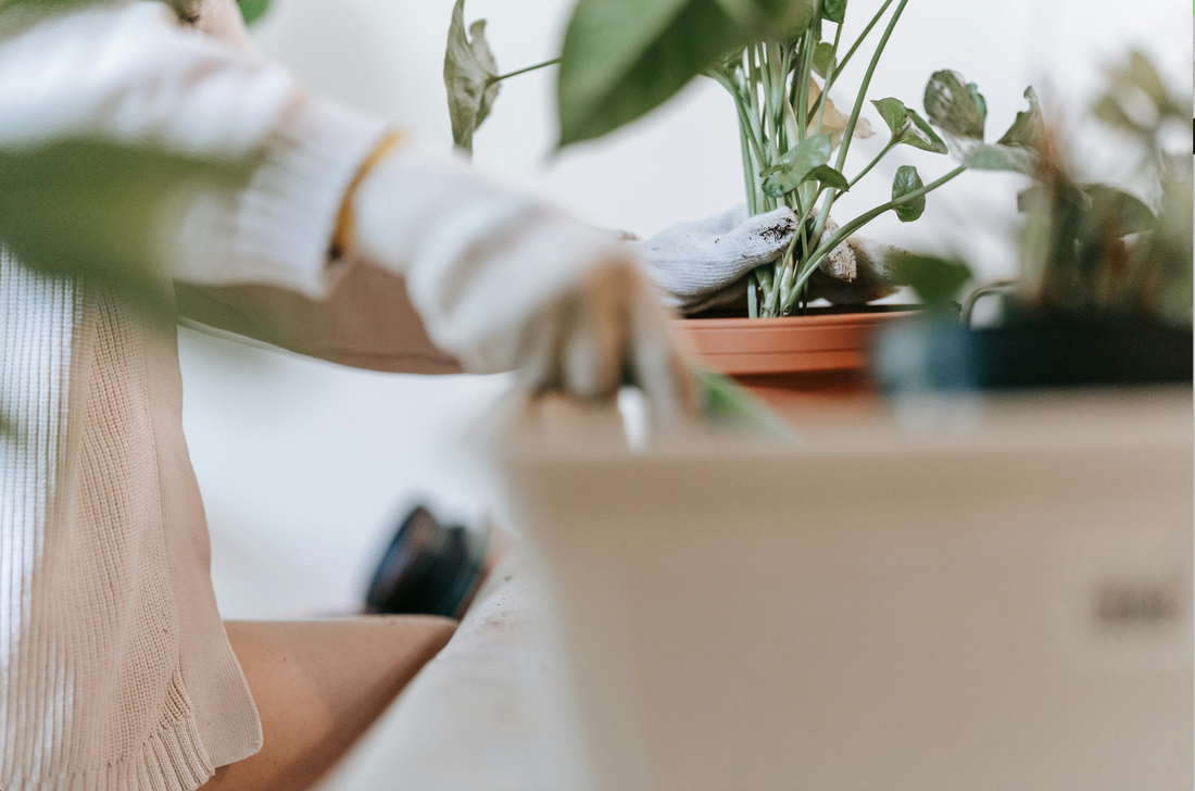 Elevate Your Home Naturally Discover the Benefits of Eco-friendly Household Products