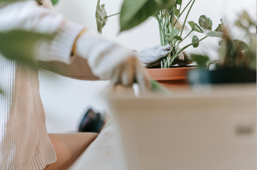 Elevate Your Home Naturally Discover the Benefits of Eco-friendly Household Products